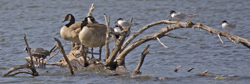 Coot Geese Terns